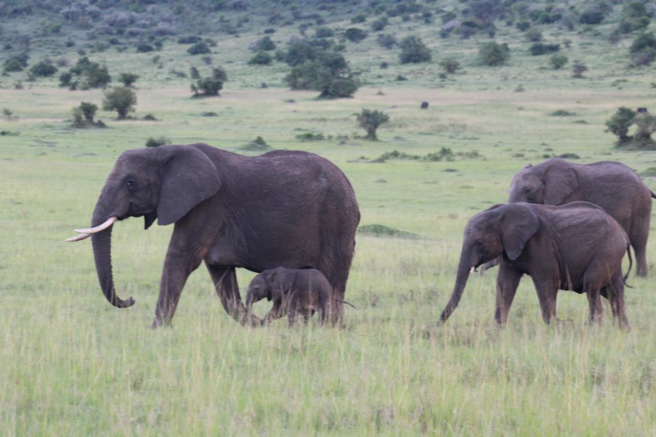 Elephants at sunset in Maasai Mara, Kenya
