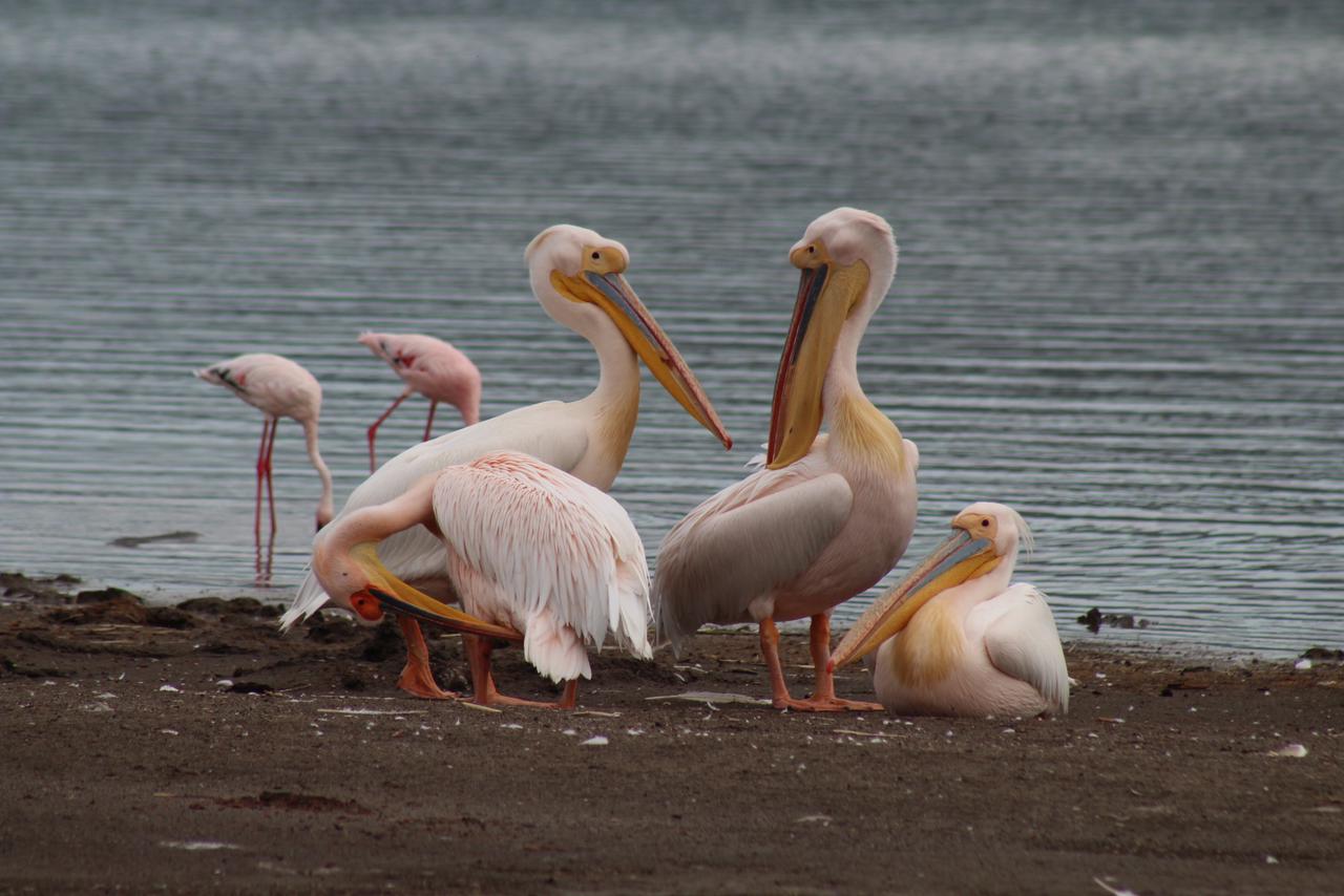 Flamingoes at Lake Nakuru National Park