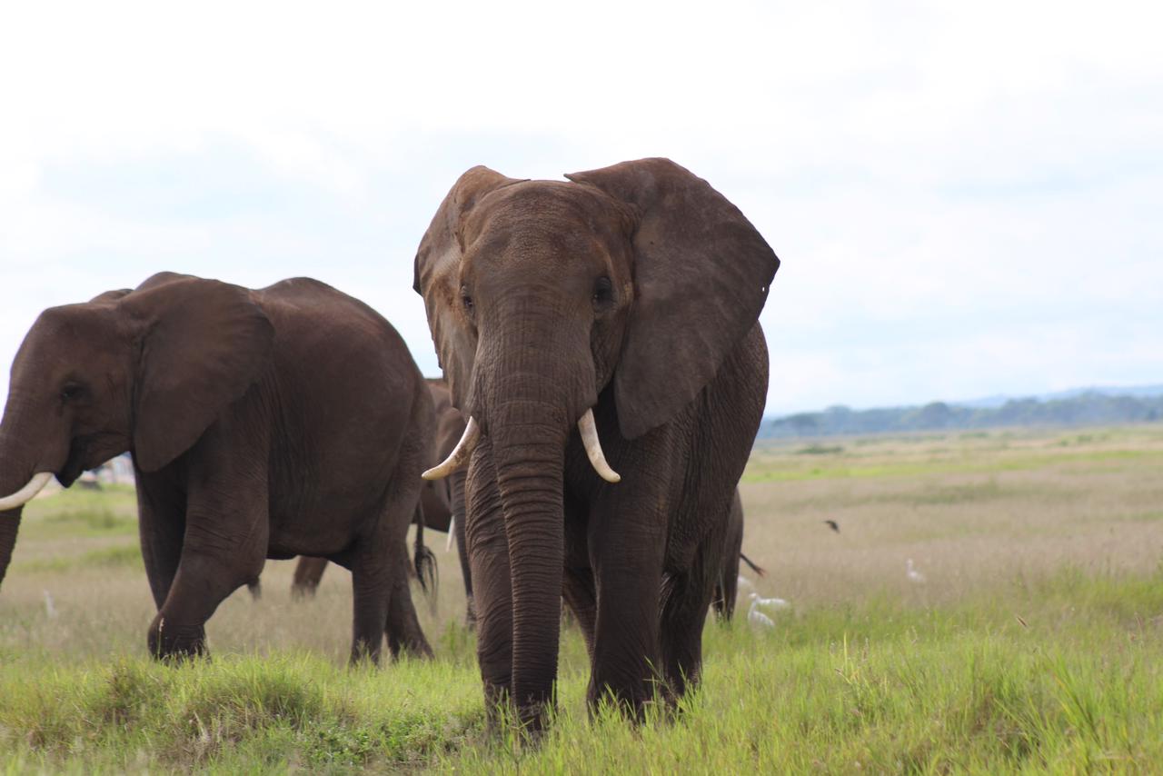Maasai Mara National Reserve at sunset with elephants