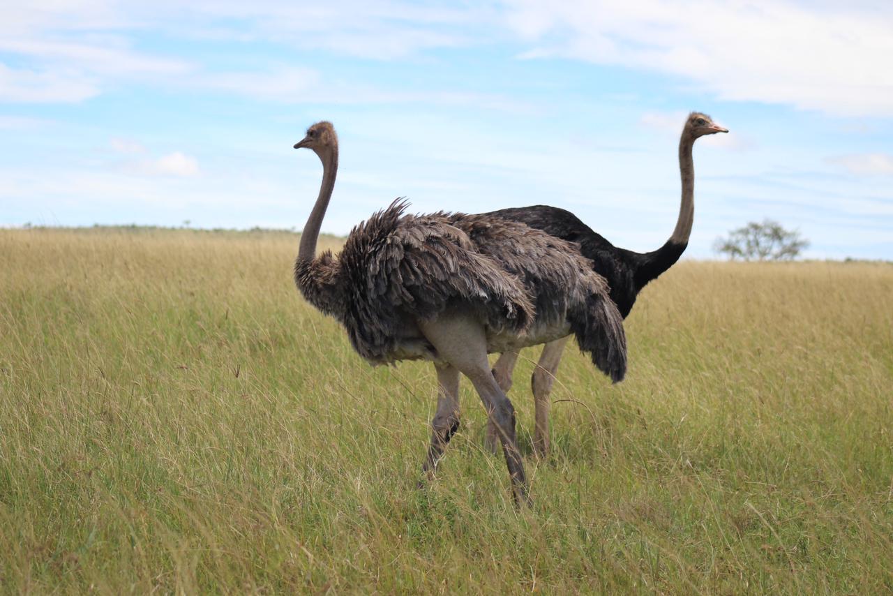 Ostriches at Lake Nakuru National Park
