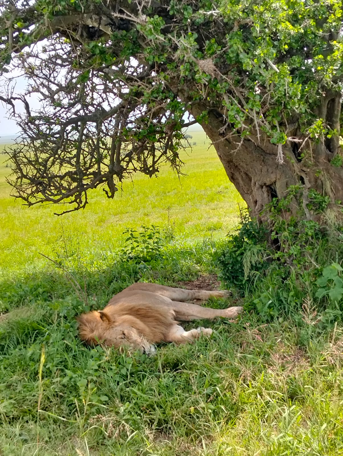 Lioness resting under acacia tree
